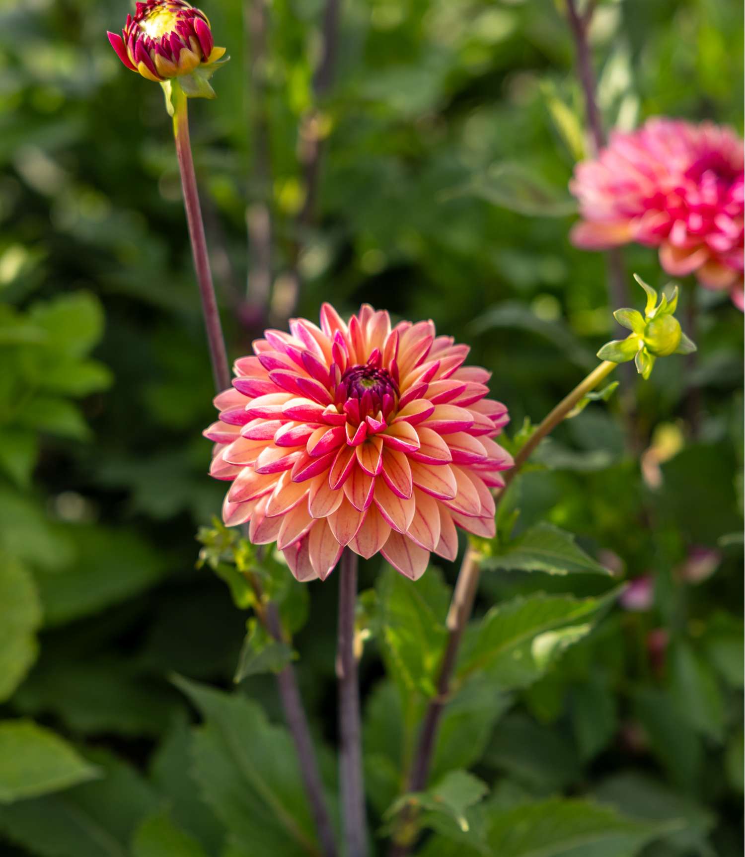 Dahlie ‘Madame Antoinette’